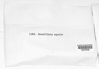 Rosellinia aquila image